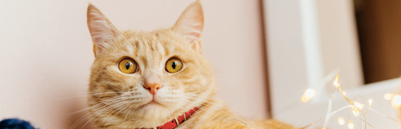 copertina-desck-gatto