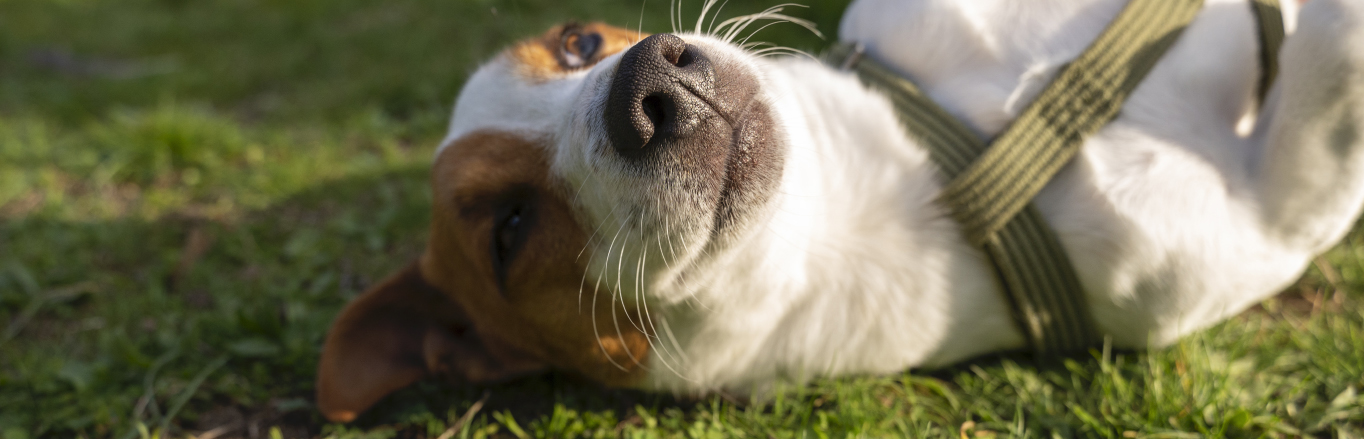 copertina-volantino-cane